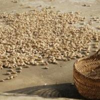 peanuts sitting next to an empty basket